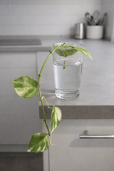 pothos doré